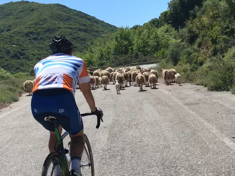 Crete Sheep